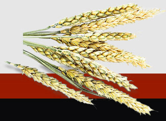 首页| PA视讯集团中国官方网站