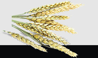 首页| PA视讯集团中国官方网站