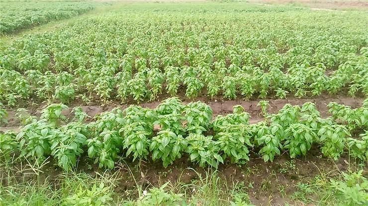 首页| PA视讯集团中国官方网站